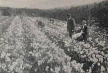 Flower Culture, Scilly Isles