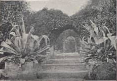 Ruins of Old Abbey Tresco, Scilly Isles