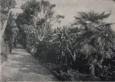 The Long Walk, Abbey Gardens, Scilly Isles