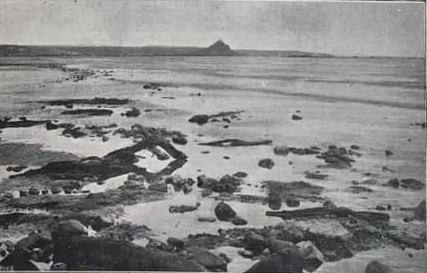 Submarine Forrest in Mount's Bay