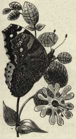 Butterfly and flowers