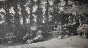 Ferns and Palms
